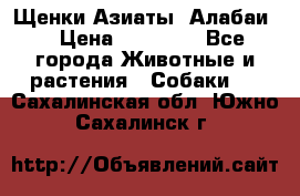 Щенки Азиаты (Алабаи) › Цена ­ 20 000 - Все города Животные и растения » Собаки   . Сахалинская обл.,Южно-Сахалинск г.